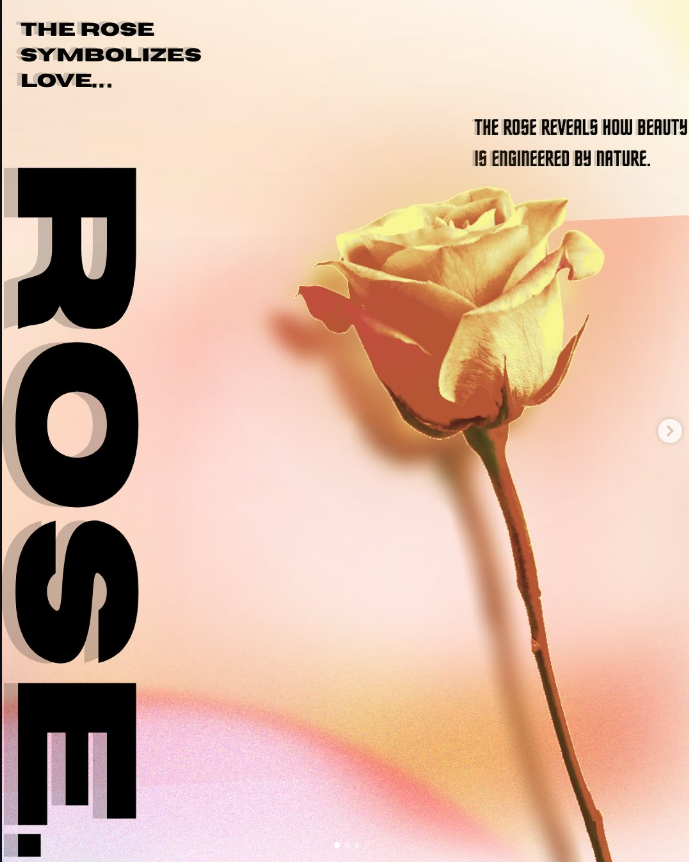 Rose - GRAFICKÝ DESING (SYMBOLISMUS)